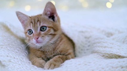 cute red kitten lies on bokeh background, christmas background