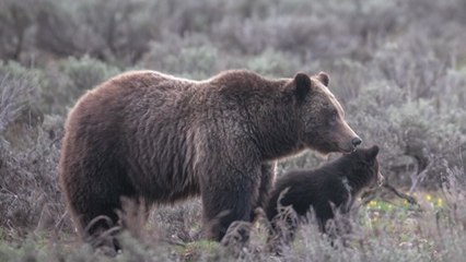 옐로스톤 국립공원의 인기 그리즐리 흑곰, 교통사고로 사망 / YTN