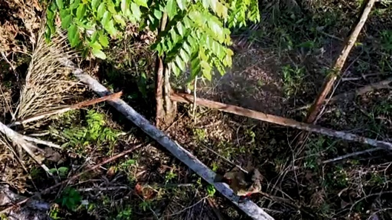 Más de una de cada tres especies de árboles están en peligro de extinción, según estudio