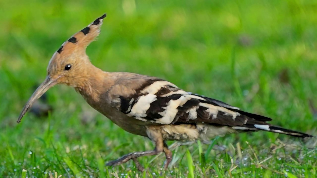 Birds in Slow Motion | Majestic Flights of Nature's Tiny Architects