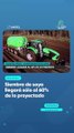 Siembra de soya llegará sólo al 60% de lo proyectado