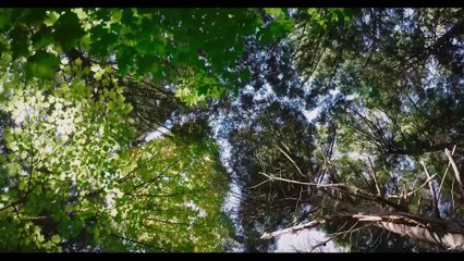 Forêts urbaines | movie | 2024 | Official Trailer