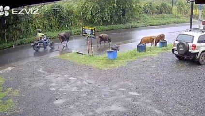 tn7-choque-moto-vaca-281024