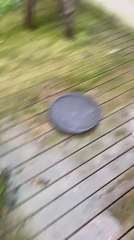 Owl Gets Excited For Food