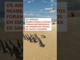 Mais de 70 pinguins reabilitados foram soltos no mar de Florianópolis em 2024 #shorts