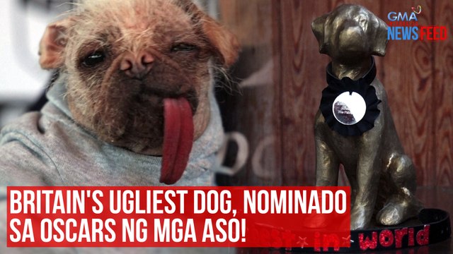 Britain's Ugliest Dog, nominado sa Oscars ng mga aso! | GMA Integrated Newsfeed