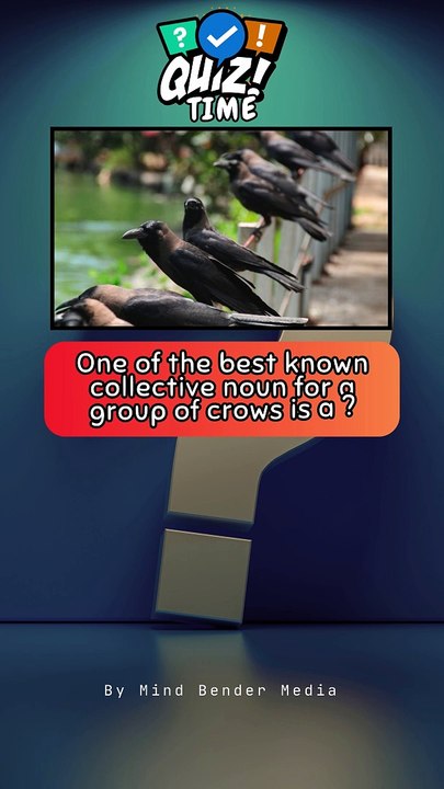 GROUP OF CROWS #triviaquest #quizquestions #triviaquestions #crows #quiz #shortquiz