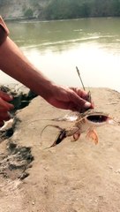 Fish Hunting //Fish ka Sukar //مچھلی کا شکار // دریا میں مچھلی کیسے پکڑی جاتی ہے