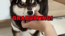 DOG GRADUATES! #animalstories #pets #funnyanimals #animals #cute #dogs #doglover
