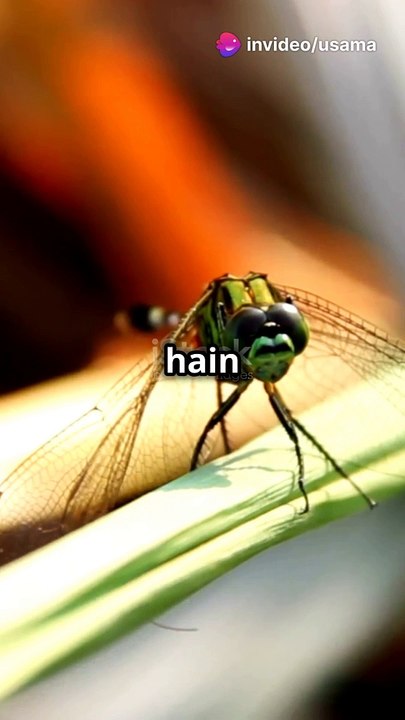 invideo-ai-1080 ड्रैगनफ़्लाई के 10 रोचक तथ्य 2024-10-28