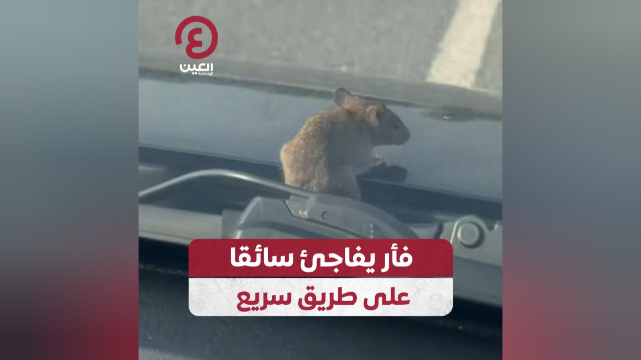 فأر يفاجئ سائقا على طريق سريع