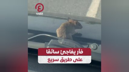 فأر يفاجئ سائقا على طريق سريع