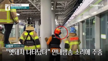 멧돼지의 습격…양산 지하철역서 난동