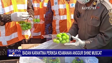 Badan Karantina Indonesia Periksa Anggur Shine Muscat Asal Tiongkok, Aman Dikonsumsi?