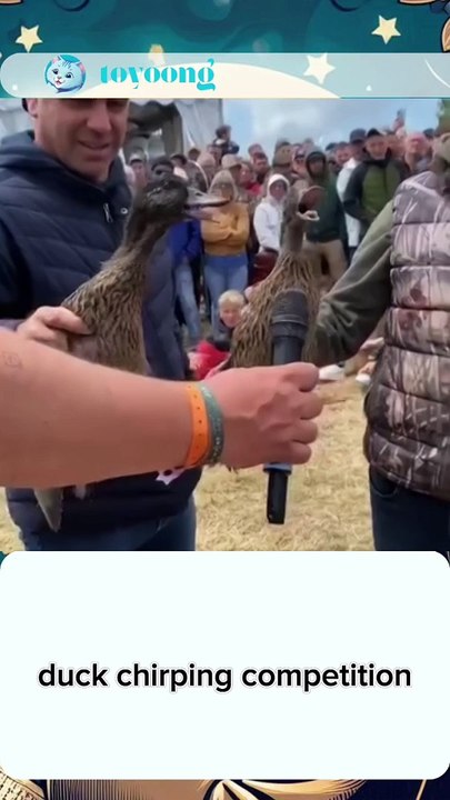 duck chirping competition