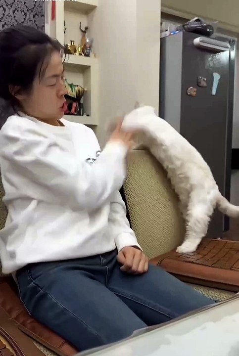 2024 best animals videos #cutecatvideos #funnycatvideos #cuteanimals #funny #reels #shortsvideo  #shorts #animal #funny animals #cat #animals #fyp