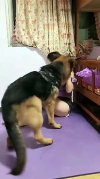 this is really unique dog_funny _funny_animal _funny pets _smart dog _funny animals #short