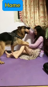 can you find the mistake _funny _funny_animal _funny animals _shorts _smart dog #shorts