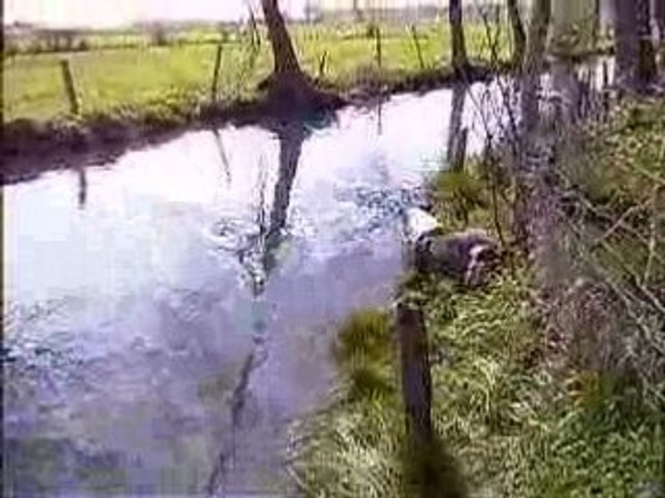 Betisier plongeons chouchou 24avril2008