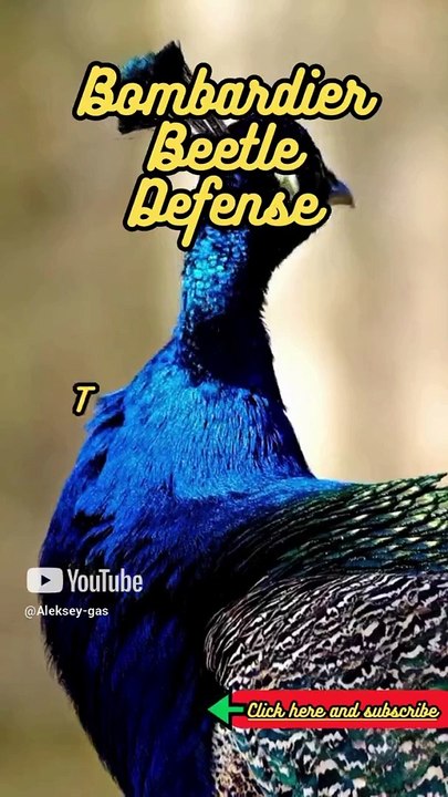 Animal Facts  Bombardier Beetle Defense  #shorts