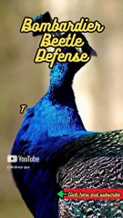 Animal Facts  Bombardier Beetle Defense  #shorts