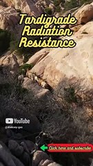 Animal Facts   Tardigrade Radiation Resistance   #shorts3