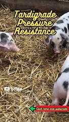 Animal Facts   Tardigrade Pressure Resistance       #shorts