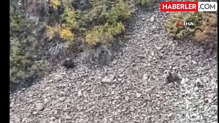 Boz Ayılar Susuz'da Kameralara Yansıdı
