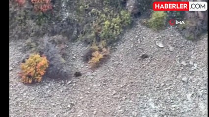 Boz Ayılar Susuz'da Kameralara Yansıdı