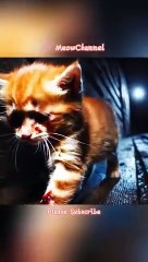 The alcoholic father kicked the kitten out of the house_ but a dog saved the kitten(360P)