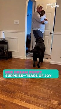 Labrador’s Reaction to New Puppy in the Family Will Melt Your Heart!