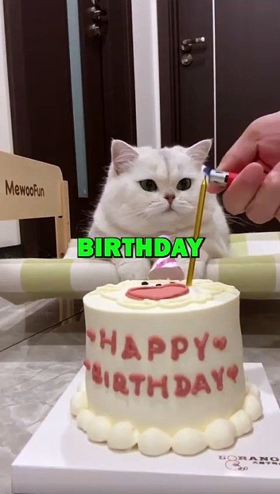 CAT BIRTHDAY RUINED! #animalstories #pets #funnyanimals #funny #animals #cat #cats