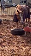 Dog And Horse Show Each Other Affection
