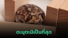 น้องอ้วนกลมขาสั้นสบายจริง ตื่นมาเกาพุง หาวแล้วนอนต่อ