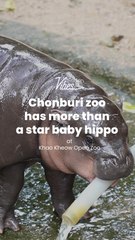 Chonburi zoo has more than a star baby hippo