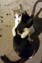 2024 best animals videos #cutecatvideos #funnycatvideos #cuteanimals #funny #reels #shortsvideo  #shorts #animal #funny animals #cat #animals #fyp