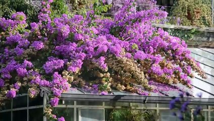 Isola Del Garda: Die größte Insel im Gardasee