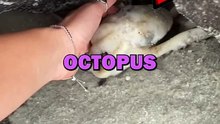 RESCUING OCTOPUS! #animalstories #pets #animals #animallover #octopus #animalrescue