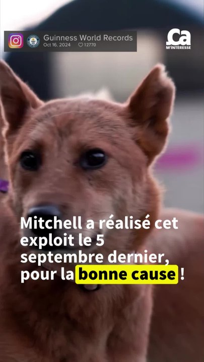 CURATION - Record du nombre de chiens en promenade