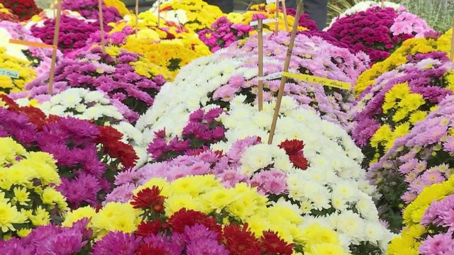 Toussaint : un service drive pour se procurer des chrysanthèmes