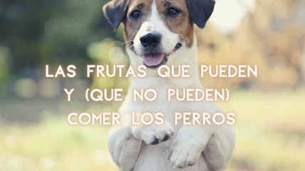 Estas son las frutas que pueden comer los perros (y las que no)