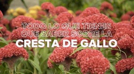 Cresta de gallo: cuidados y todos los consejos para mantenerlo en buen estado
