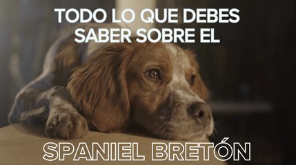 Spaniel bretón, un perro de caza que también es una mascota dulce y familiar