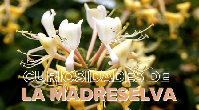 Madreselva, la planta trepadora que decora el jardín y funciona como repelente de insectos