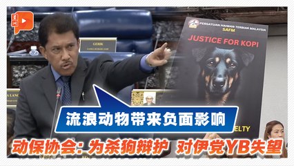 流浪狗Kopi被射杀 伊党YB说什么惹动保协会不满