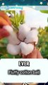 Fluffy cotton ball