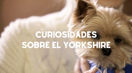 Yorkshire terrier, la raza de perros hipoalergénicos más famosa del mundo