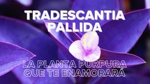 Tradescantia pallida: cuidados y todos los consejos para mantenerla en buen estado