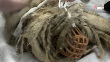 Jugée pour avoir négligé son chien et l'avoir fait vivre dans une cage, une femme écope de 150 euros d'amende