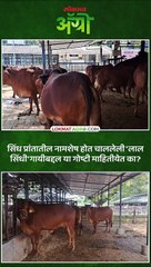 २ हजार ८०० लीटर दूध देणाऱ्या लाल सिंधी गाई